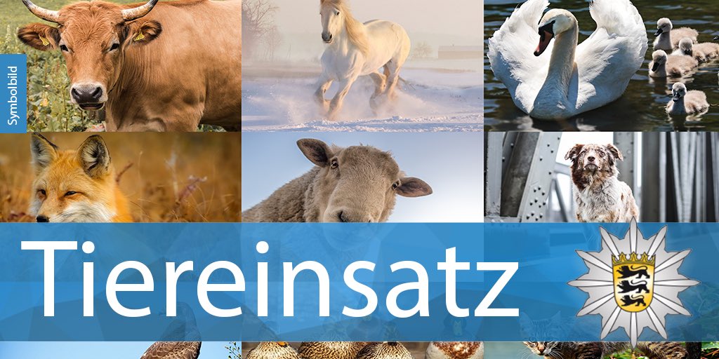 PolizeiLB's tweet photo. ➡️ Unbekannte Frauen schlagen Hunde 🐕 in #Rutesheim
https://t.co/lKKIixjzqt
➡️ 🐈Katze mit Luftdruckwaffe in #Böblingen #Dagersheim schwer verletzt
https://t.co/xeSDxe5VIv
➡️ 🪿Gänse vermeintlich an Auffahrunfall beteiligt – #Schönaich
https://t.co/1gxjIQ3qvr https://t.co/A6gX1z64nK