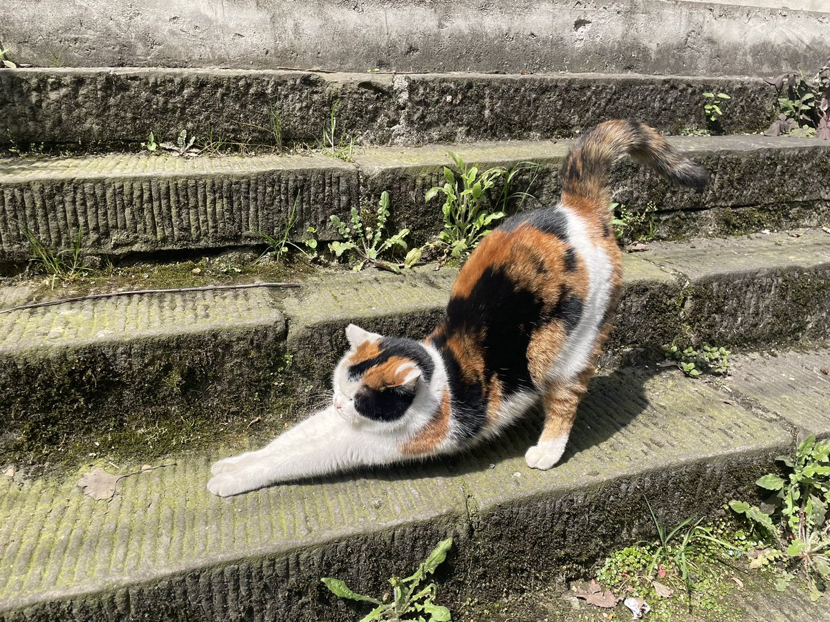 拍到了一只抻出完美懒腰的猫猫