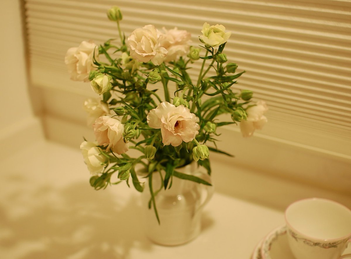 道の駅で買ってきたお花、春らしくてかわいい、うれしい☺️💕

#ラナンキュラスラックスアリアドネ