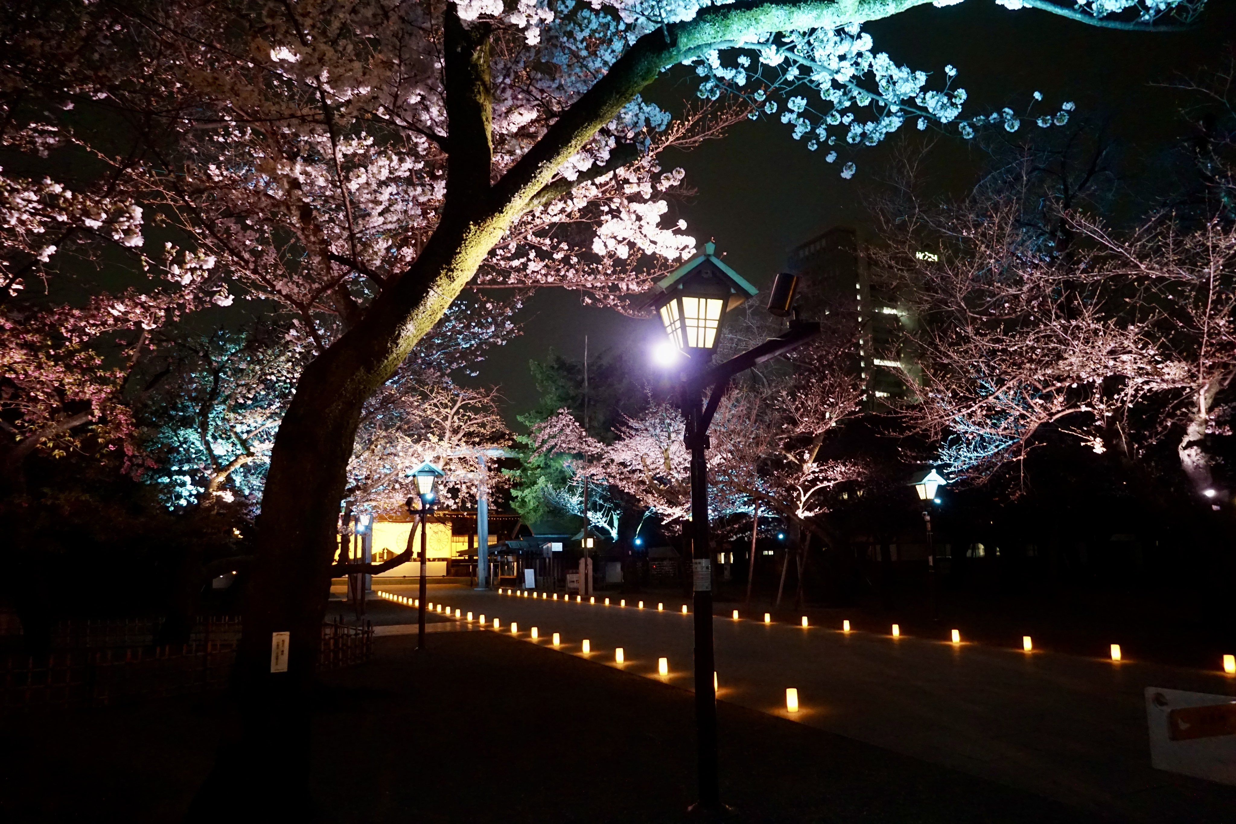 ○靖国神社 令和6年3月 夜桜詣 限定 切り絵 御朱印