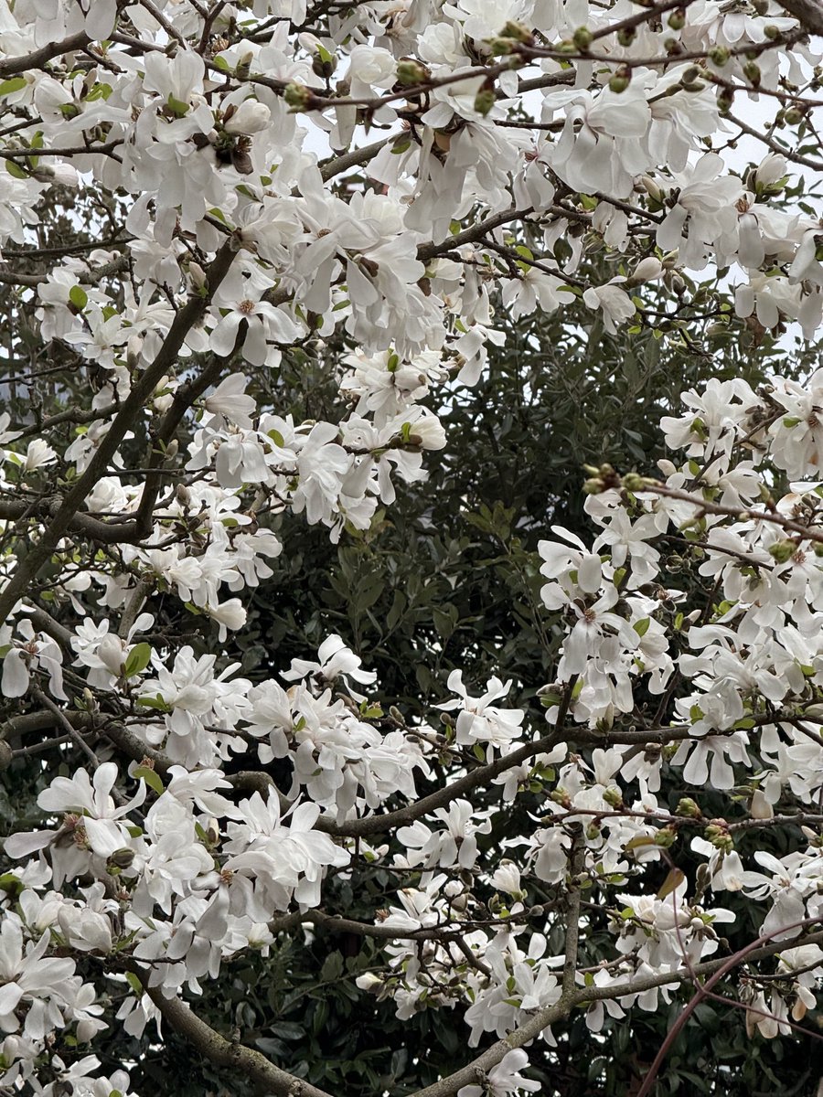 PrimroseHillHub's tweet photo. Blossoms of Primrose Hill! Roll on Spring! #Blossoms #PrimroseHill #Nature #Urban #Trees #Spring #RollonSpring https://t.co/yihNjSa6y1