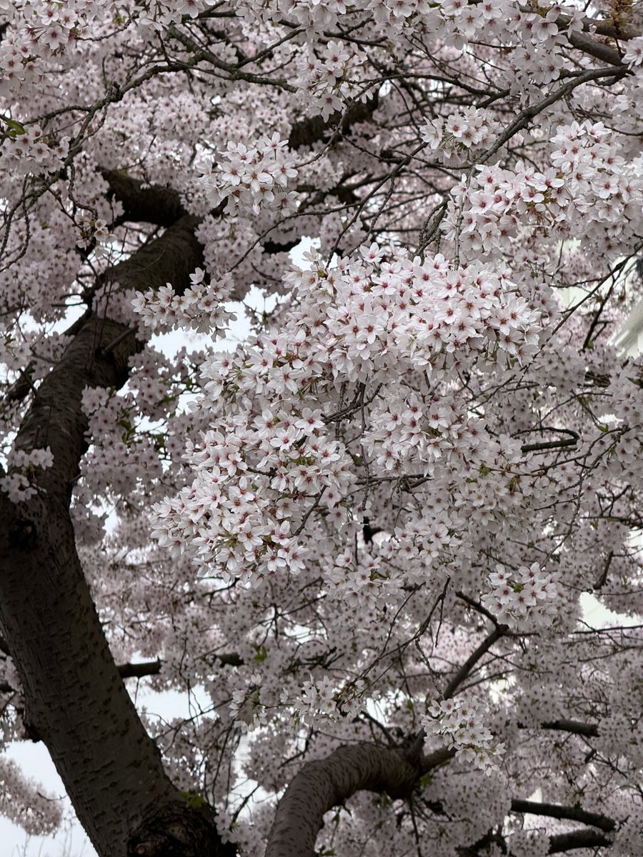 PrimroseHillHub's tweet photo. Blossoms of Primrose Hill! Roll on Spring! #Blossoms #PrimroseHill #Nature #Urban #Trees #Spring #RollonSpring https://t.co/yihNjSa6y1