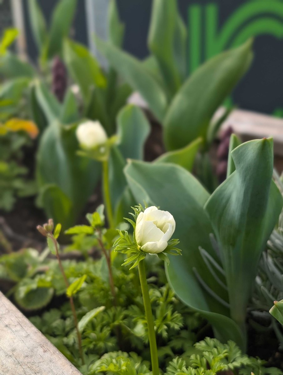 Echo Events tweet media