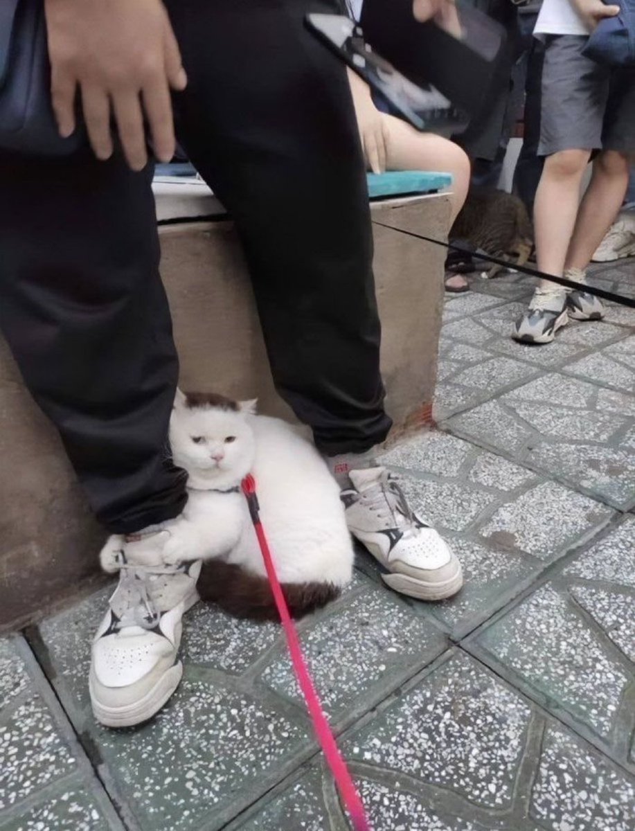 初めて外に出た猫さん