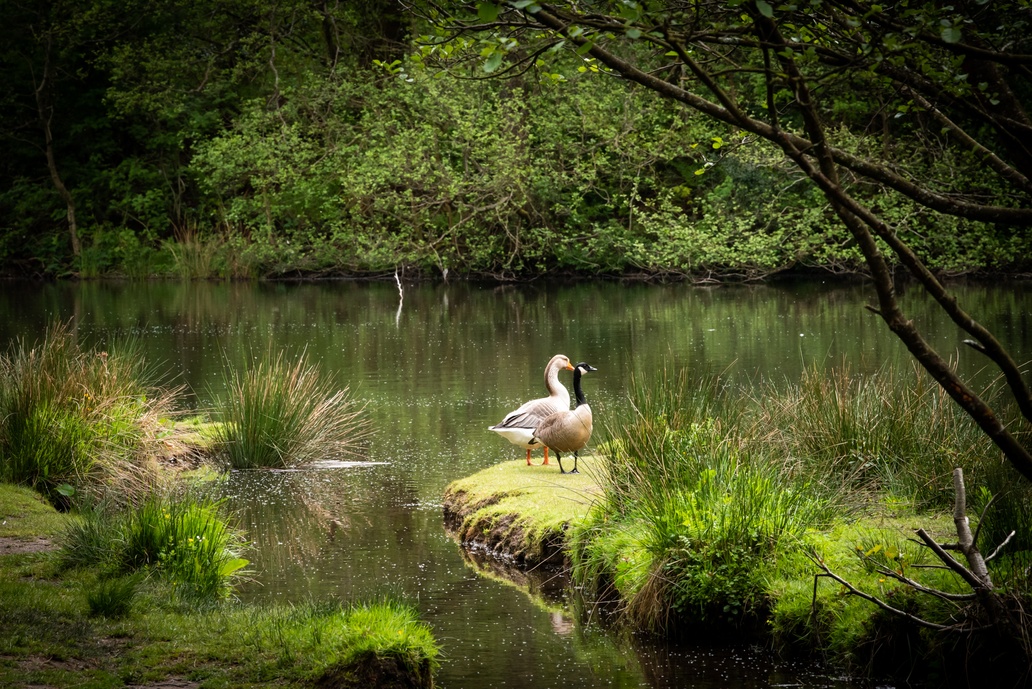 Please join us for our litter pick at Dare Valley Country Park. Sunday 6th April,11am - 12pm. Meet in the courtyard - light refreshments after. All welcome!