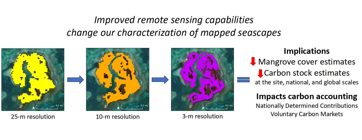 Steven Canty (@canty_steven) on Twitter photo 📍New paper alert. We assess how improvements in remote sensing imagery changes how we define and characterize ecosystems, in this case #mangroves. We find that as mapping resolution increases mangrove cover estimates and associated carbon sticks decrease.
doi.org/10.1016/j.ecss… 📍New paper alert. We assess how improvements in remote sensing imagery changes how we define and characterize ecosystems, in this case #mangroves. We find that as mapping resolution increases mangrove cover estimates and associated carbon sticks decrease.
doi.org/10.1016/j.ecss…