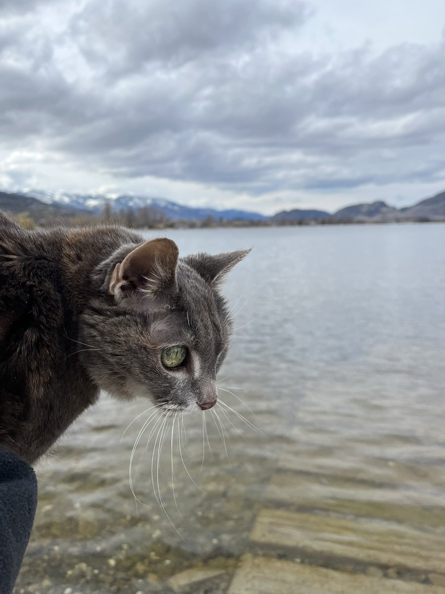 Miss Hissy Pissy tweet media