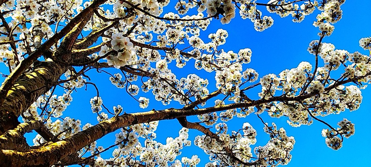 FaustinaYang6's tweet image. #coloursofspring
