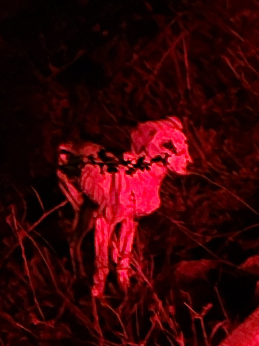 Bu hayvanı bu şekilde dağ başına atan ekibinizden hesap soracak mısınız? <a href="/tahirbuyukakin/">Tahir Büyükakın</a>