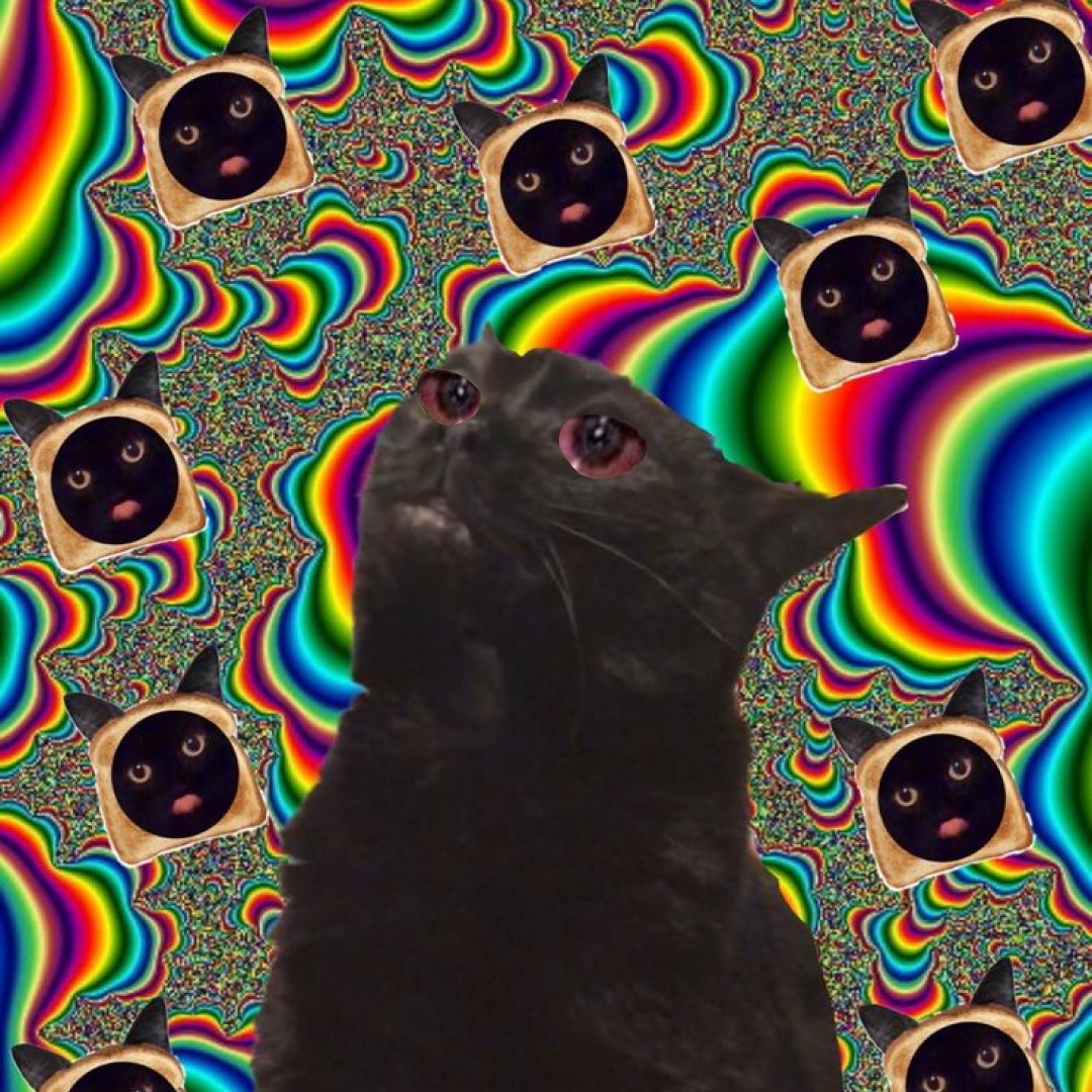 Why are there so many cats flying?