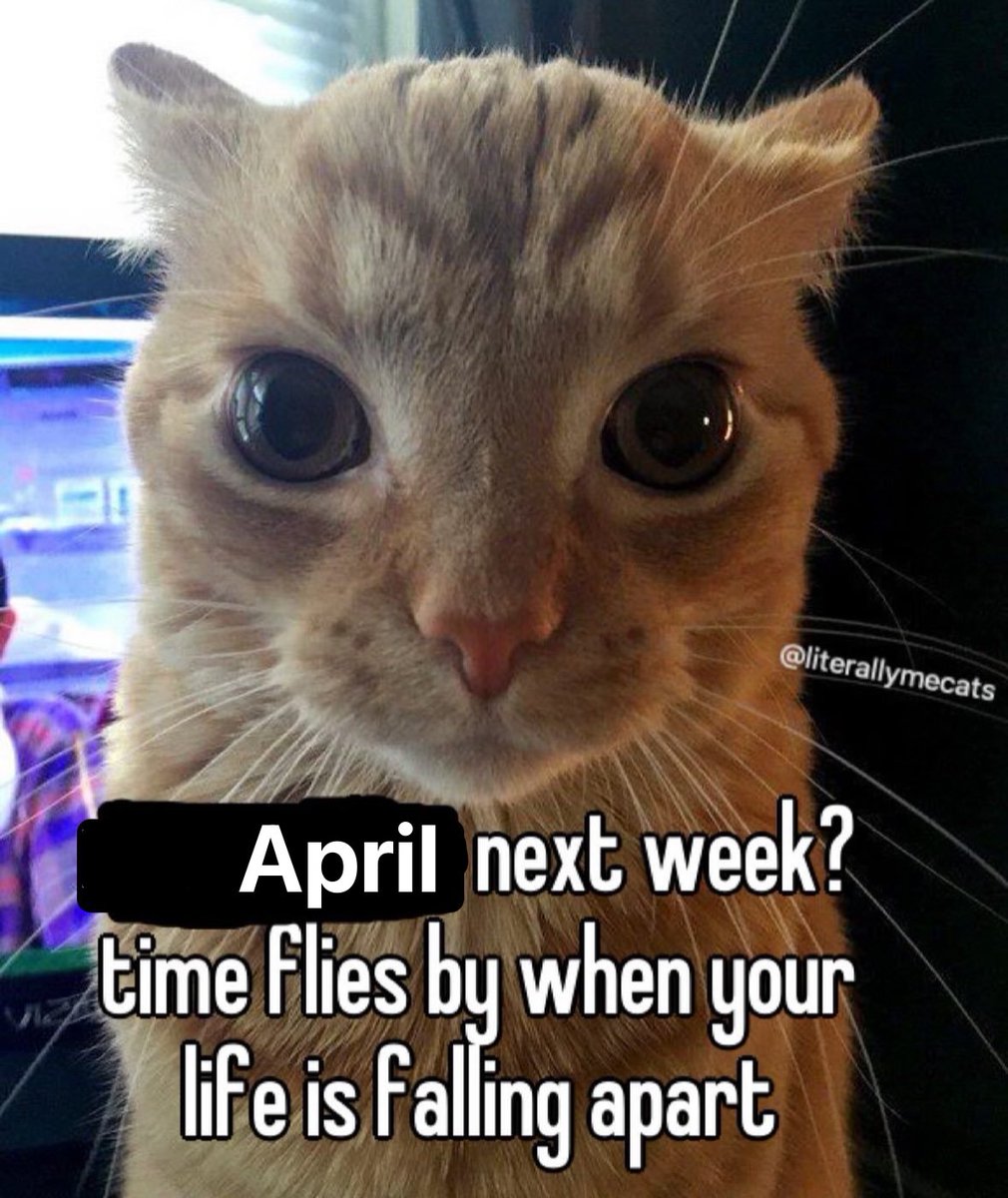 LiterallyMeCats (@literallymecats) on Twitter photo 