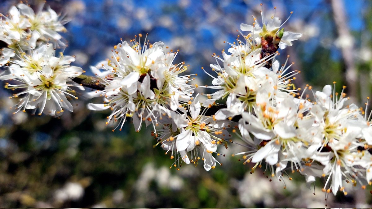 damsonplums (@damsonplums) on Twitter photo #Blackthorn in deliriously pretty #blossom today along the south-facing #Leicestershire side of Watling Street (A5) near #Nuneaton
#prunus #spinosa #sloe #blossomwatch #spring
<a href="/TheFruitGroup/">The Fruit Group</a> <a href="/WarksNGS/">WarksNGS</a>
<a href="/LeicsNGS/">Leicestershire NGS</a> <a href="/The_RHS/">The RHS</a> #Blackthorn in deliriously pretty #blossom today along the south-facing #Leicestershire side of Watling Street (A5) near #Nuneaton
#prunus #spinosa #sloe #blossomwatch #spring
<a href="/TheFruitGroup/">The Fruit Group</a> <a href="/WarksNGS/">WarksNGS</a>
<a href="/LeicsNGS/">Leicestershire NGS</a> <a href="/The_RHS/">The RHS</a>
