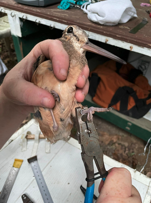 CrowHunterTV's tweet photo. Woodcock Banding | Video 
https://t.co/k8OT9aUp5R https://t.co/ZviCf3F2jt