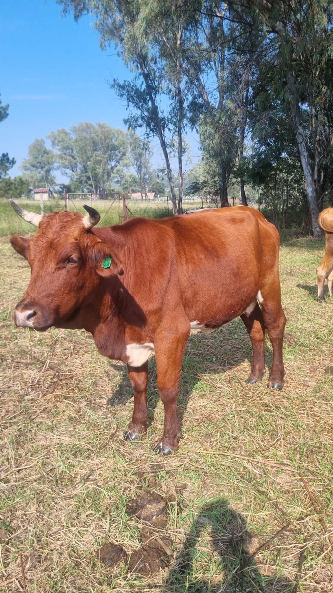 LoudMouthedChic's tweet photo. Our neighbours have been hosting our cows this summer, to mow their fields. The cows are loving their job. Look at my little bull in the tyre! He's only six months old but enormous! #CattleRock #Pinzgauer #Jersey #Nguni #FarmLife https://t.co/E1pg698jyU