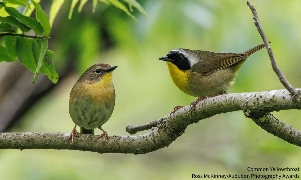 audubonsociety's tweet photo. Audubon scientists have identified fall migration as the most dangerous season for multiple warbler species. Species in decline like Common Yellowthroat, Connecticut Warbler, &amp; Prairie Warbler face challenges like light pollution along their way south. https://t.co/K9mY2ZgtWQ https://t.co/3b83Z1rht1
