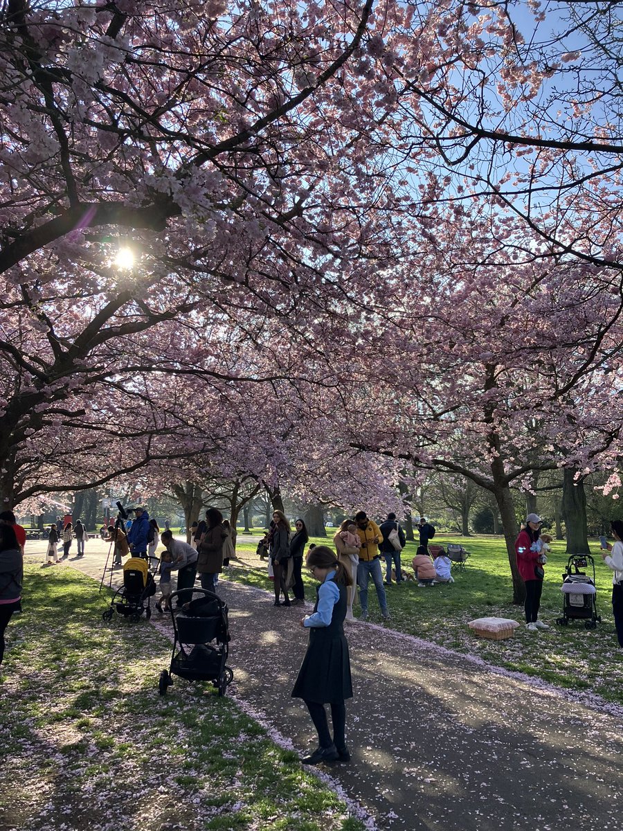 Bit of a hanami moment in my local park as we approach peak blossom
