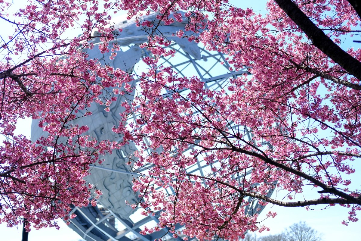 NYCParks's tweet photo. 🌸🚨 Roll out the pink carpet, peak Okame cherry tree bloom has arrived at Flushing Meadows Corona Park! 🚨🌸

Don't miss out on the cotton-candy-colored flower wonderland. Head to Queens this weekend! https://t.co/cgllzDY7Vz