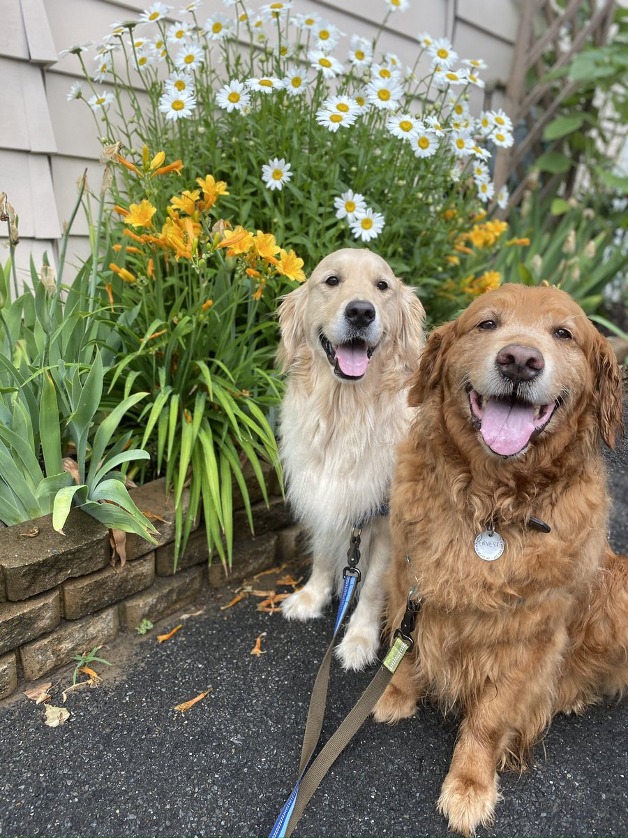 MikeFrezon's tweet image. #ThrowbackThursday @Maggarooo …to the day Pete and Ernie🌈 posed by these beautiful flowers in 2020. 

#DogsofTwittter #BrooksHaven #grc #dogcelebration #GoldenRetrievers #Flowers #garden