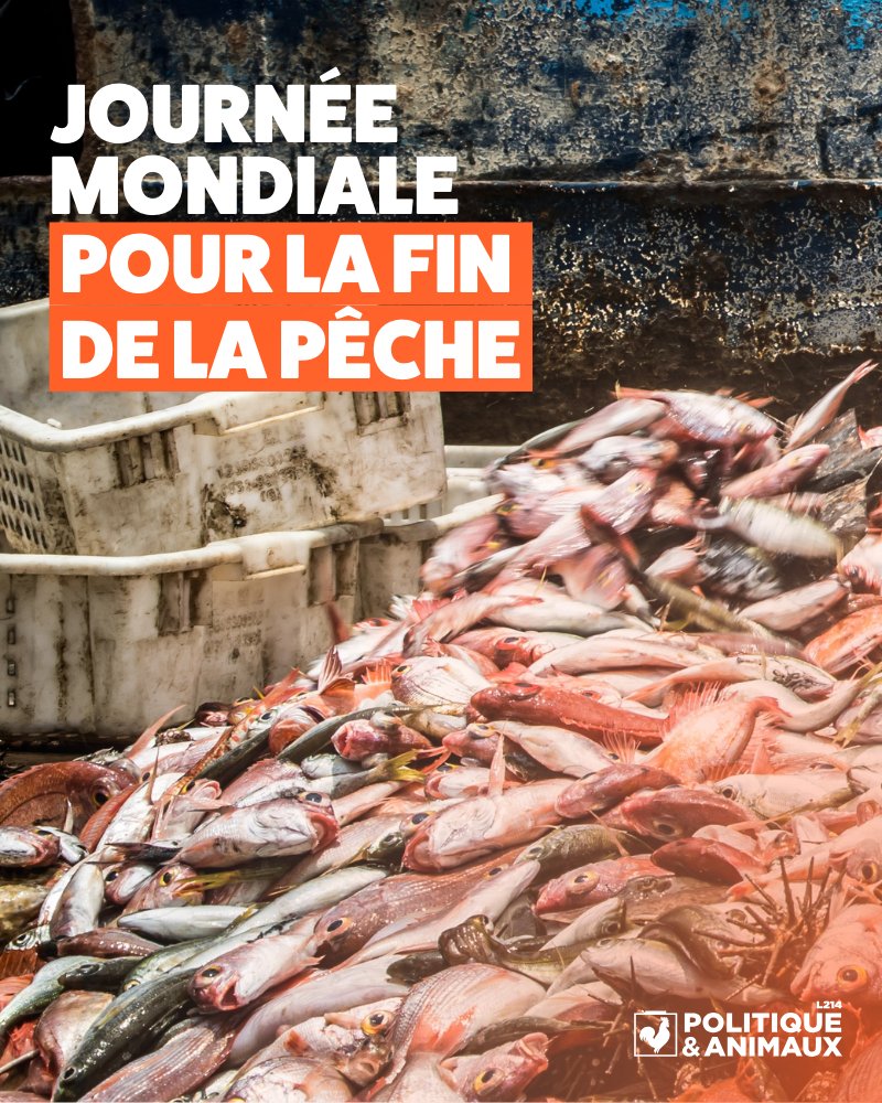 Pol_Animaux's tweet photo. 🐟Journée mondiale pour la fin de la pêche #JMFP🐟
Saviez-vous que 84% des Français se disent prêts à modifier et réduire leur consommation de poisson pour éviter la surpêche, la souffrance animale et les prises accessoires (IFOP, 2022)?
Et vous ?
👉https://t.co/4REFOeNkpz https://t.co/eLt5Q8i6Pc