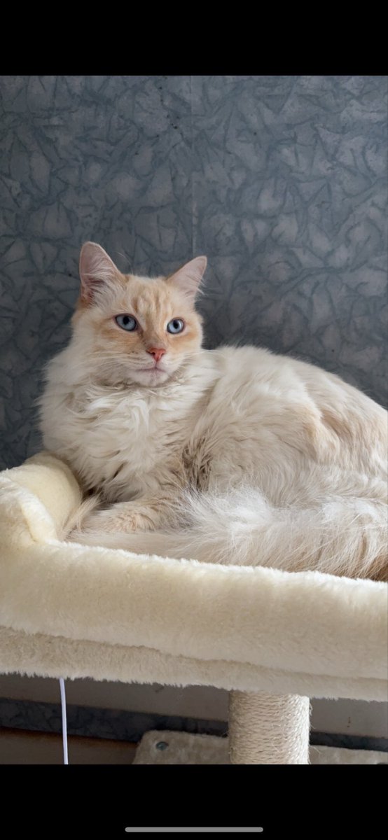 Lenivre's tweet photo. Chat perdu ! Contactez  @topsecretmdr si vous croisez son chat pucé. 

Prénom : Reese 
Il a été perdu secteur 93 Pierrefitte !
Yeux bleus blanc avec des traces rousses sur les oreilles le visage et la queue !
Le poil mi long et la queue touffue !

Il ne se laisse pas approcher ! https://t.co/7rQ6d7bpW5