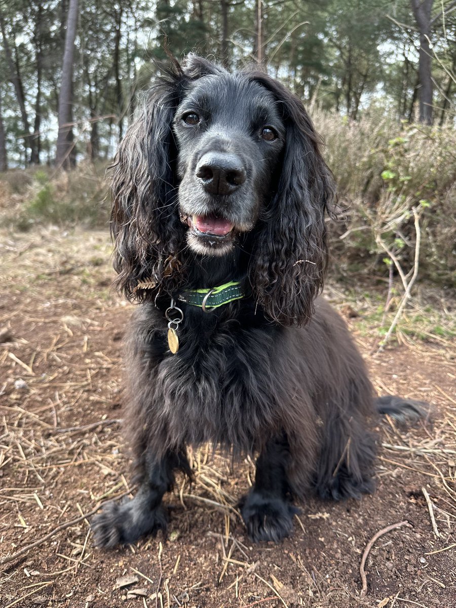 Happy barkday to me pals 🥳 … I’m 10 today and for your delectation here’s a new birthday portrait of me.  Obviously I’d have preferred a professional photoshoot but mum was too mean to get one so here’s my best selfie using her iBone 🙄. Excuse the bits of ‘stuff” in my ears 😬