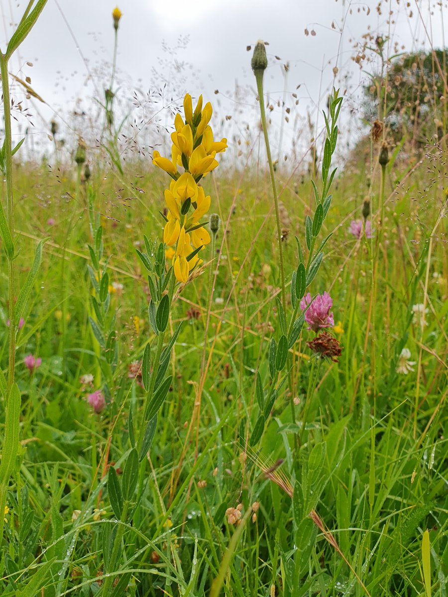 Why do we need nature targets in Wales? How will a target to 'Halt Species Extinction and Protect Genetic Diversity' help nature? Rachel Hoffman Plantlife Global  will be speaking at an on-line briefing for Senedd Members tomorrow at 1000 am
Watch here:
bit.ly/4hQztjK