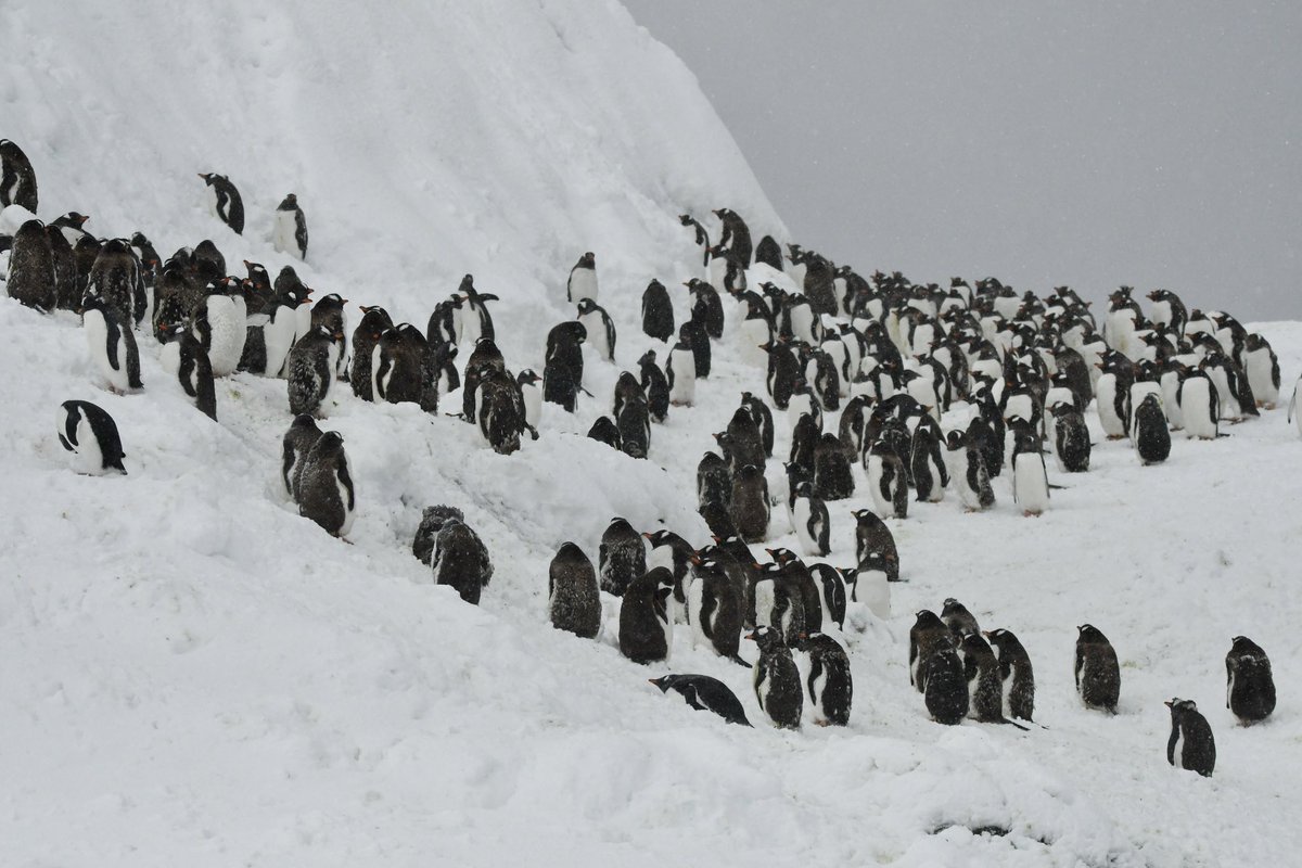 Billy Heaney (@billyheaney) on Twitter photo Crikey what a journey this has been. After a week of travelling, days spent battling through monster waves, and lots of card games with fellow Antarctic adventures, my boots have finally hit the ground and I’ve spent the morning surrounded by Gentoo penguins. 🐧 <a href="/ExplorEarthGo/">ExplorEarth®</a> Crikey what a journey this has been. After a week of travelling, days spent battling through monster waves, and lots of card games with fellow Antarctic adventures, my boots have finally hit the ground and I’ve spent the morning surrounded by Gentoo penguins. 🐧 <a href="/ExplorEarthGo/">ExplorEarth®</a>