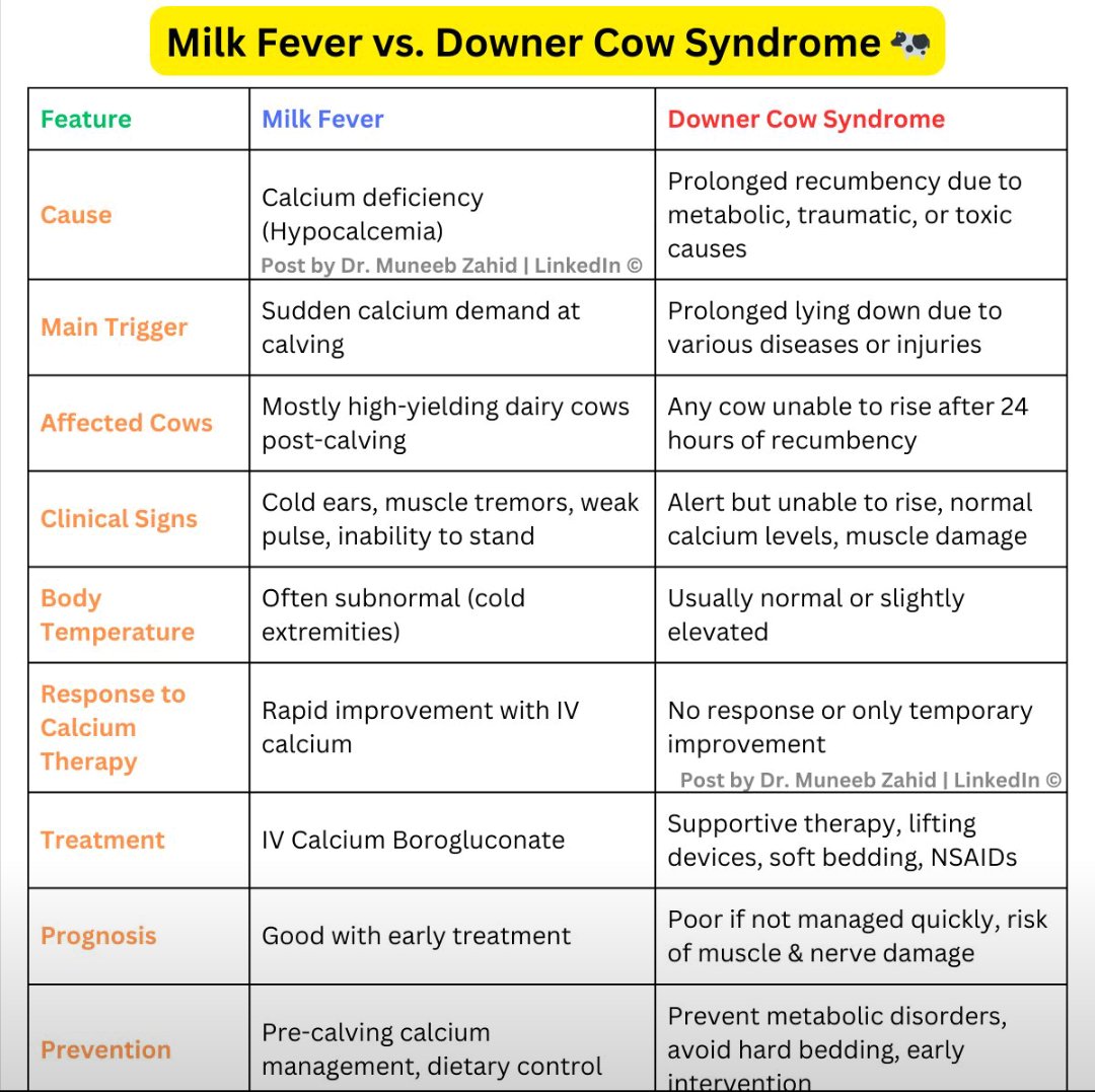 Milk fever VS Downer Syndrome