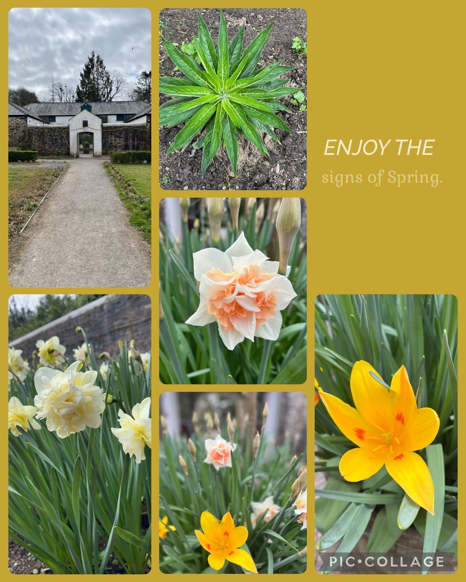 Woodland Warriors had a trip to Scolton Manor. We used the Field Studies Council guides to identify the different types of Spring flowers 🌷 and plants 🌿 that we found. For the plants that were not in the guides we used the ICT app iSeek to help identify those 🤩
