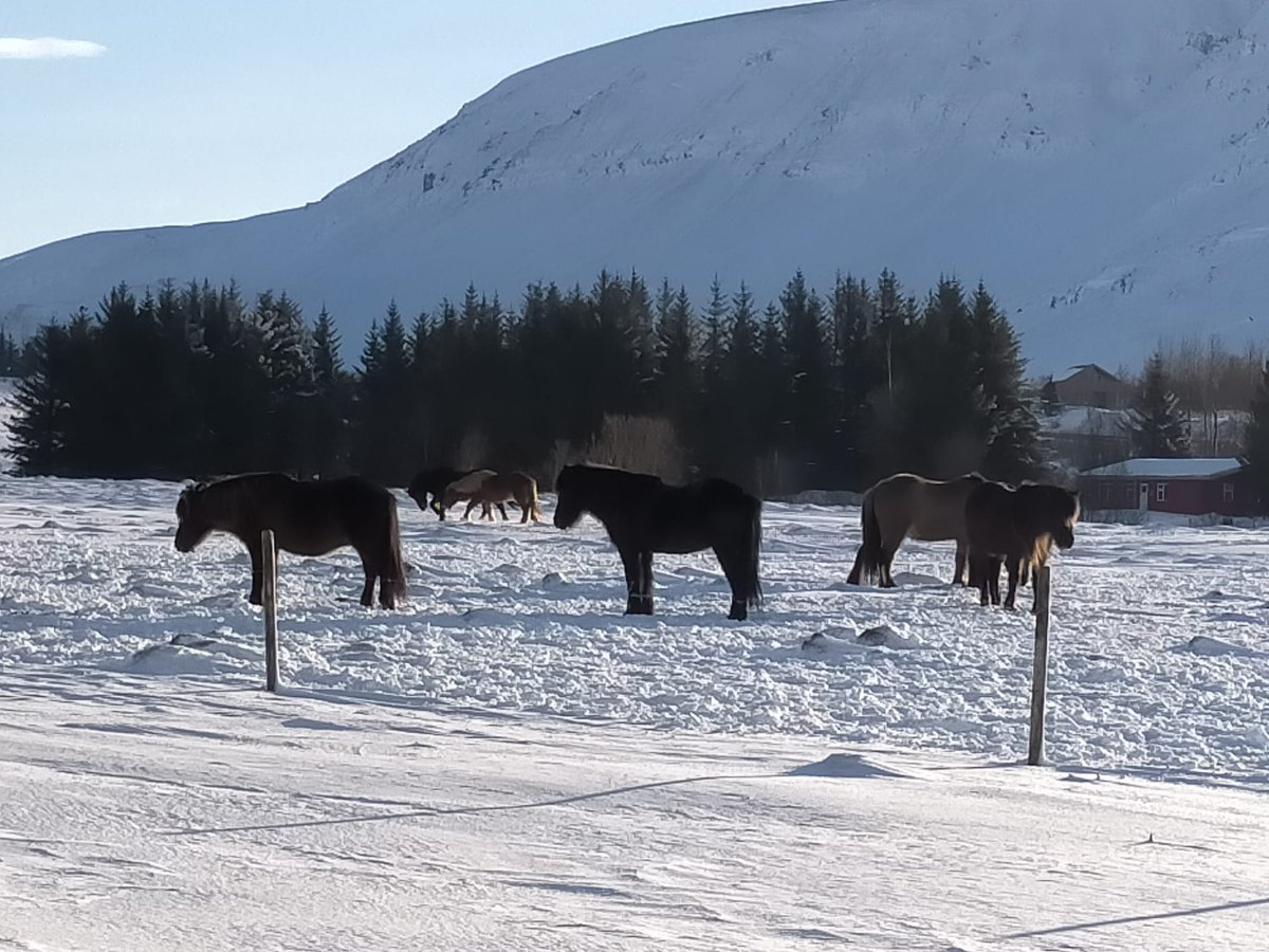 Throwback to the brilliant Trefoil trip to Iceland!❄️☃️