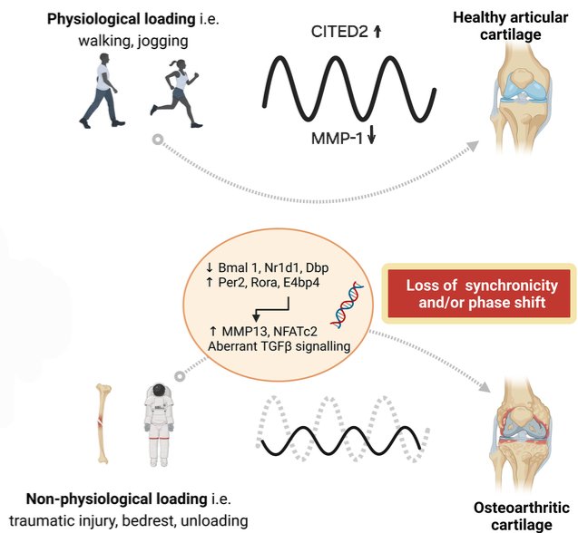 DavidMackeyDPT's tweet image. Physiological stress on #joints (walking, #running, and even PROM) causes an upregulation of CITED2, a protein that plays a protective role in joint #health by suppressing cartilage degradation. 

Leong et al.
pmc.ncbi.nlm.nih.gov/articles/PMC30…