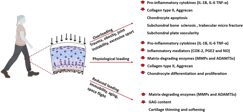 DavidMackeyDPT's tweet image. Physiological stress on #joints (walking, #running, and even PROM) causes an upregulation of CITED2, a protein that plays a protective role in joint #health by suppressing cartilage degradation. 

Leong et al.
pmc.ncbi.nlm.nih.gov/articles/PMC30…