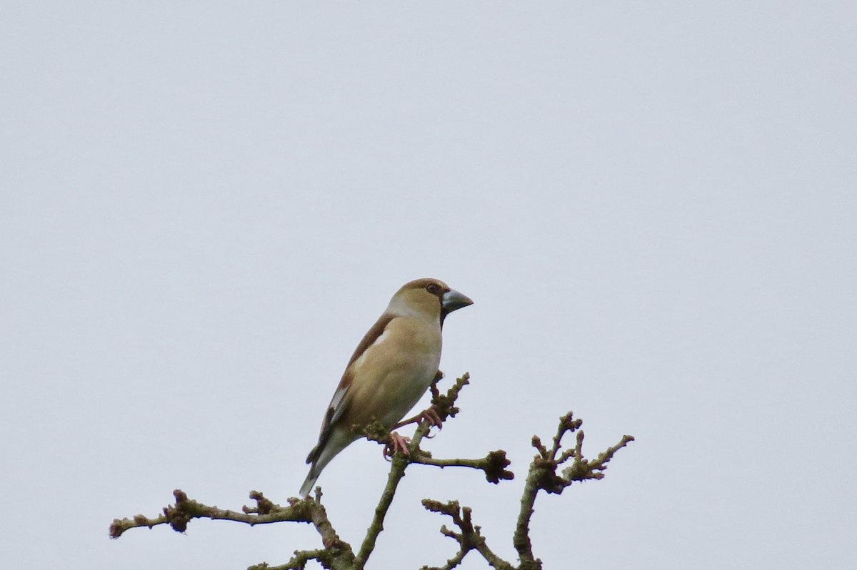Still five Hawfinch at Foulon Cemetery at 9.20 this morning ⁦<a href="/GuernseyBirds/">Guernsey Birds</a>⁩ ⁦<a href="/BirdGuides/">BirdGuides</a>⁩