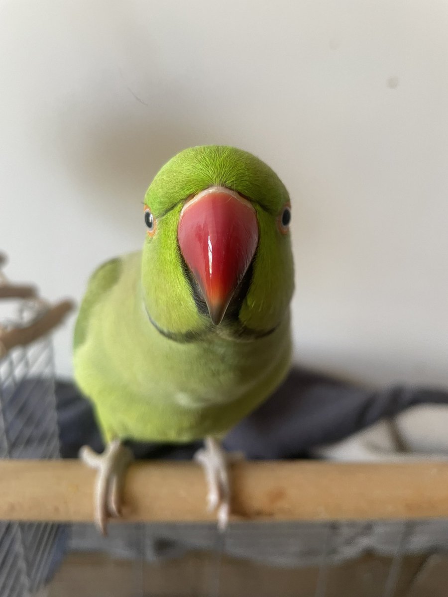 Tweet media one
