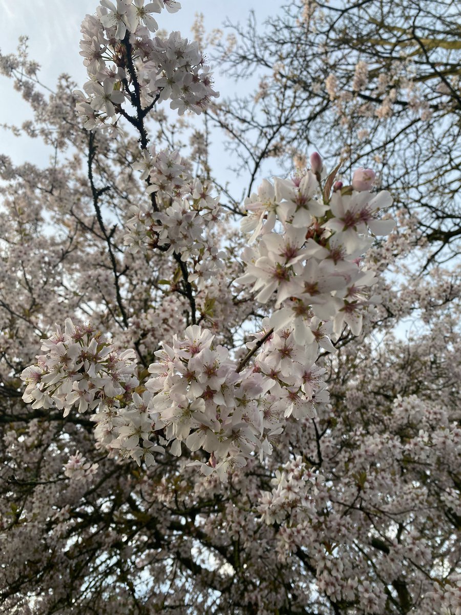 joymarie_h's tweet image. #springwalks #earlymorning