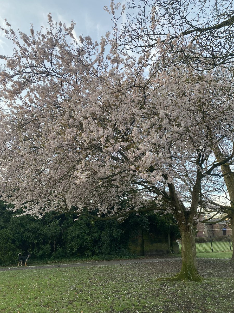 joymarie_h's tweet image. #springwalks #earlymorning