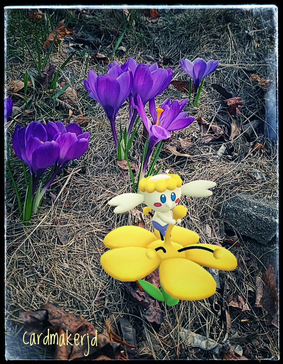 jen_deslauriers's tweet photo. Saw a bit of spring peeking up through the leaves over the weekend ! #crocus #PokemonGO #PokemonGOfriends #pokemongoAR #NianticAR #ARaDay #spring #newengland #arpics #snapseed @PokemonGoApp ๐๐ https://t.co/ESrXBTQoAh