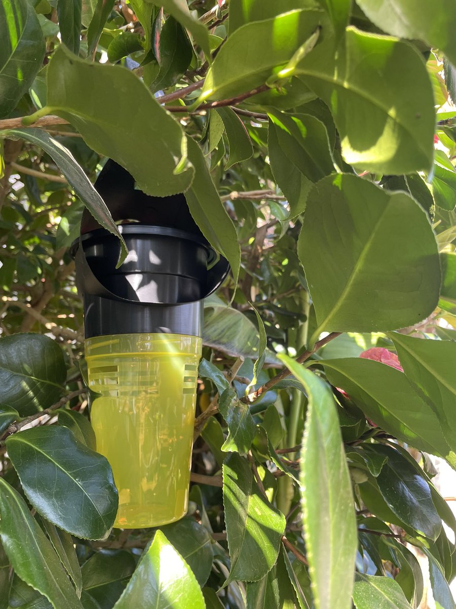 oliga2605's tweet photo. 🐝 Piège à frelons asiatiques posé !
🐝 Vous pouvez acheter un piège sur la place Royale, village apiculture,  samedi 29 mars (braderie). 
🐝 @nantesfr  ce serait bien de faciliter l’installation de pièges sur nos quartiers ? 
#marueenfleurs #apiculture #frelonsasiatiques https://t.co/hS29OQpcWu