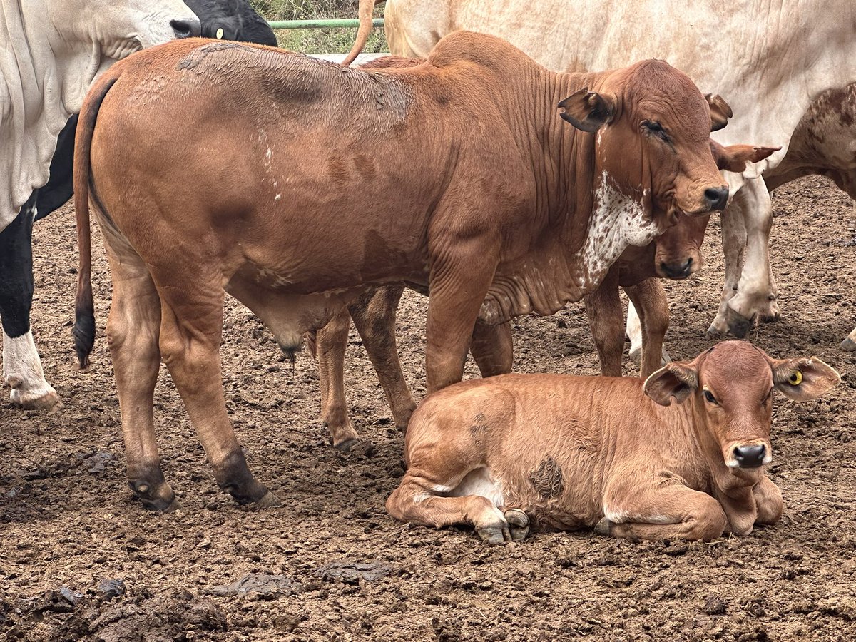 Visiting Kapiti Ranch at the International Livestock Research Institute (ILRI) was a great experience. Livestock production is fascinating no matter where you are in the world.

#forage #beef #sheep #goat