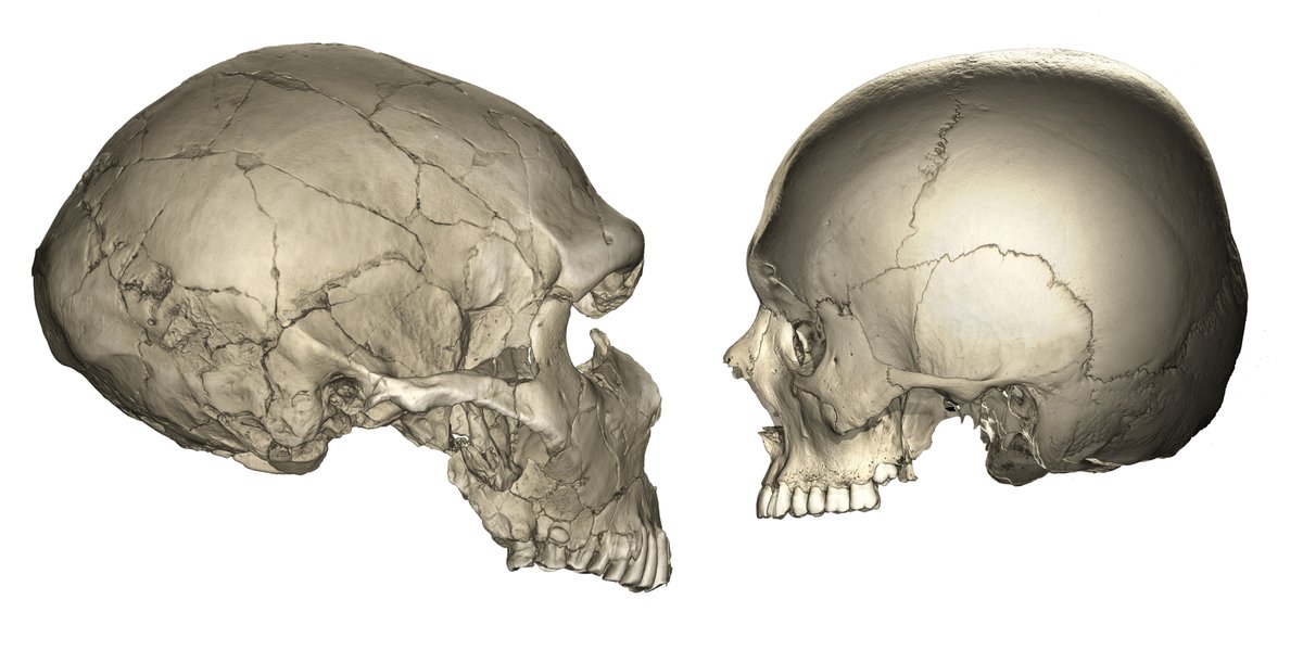 MPI-EVA Leipzig (@mpi_eva_leipzig) on Twitter photo Why #humans have a smaller #face than #Neanderthals: In Homo sapiens, facial growth stops at #puberty. Study by <a href="/AlexandraSchuh/">Alexandra Schuh</a> & an intl. team, incl. Philipp Gunz, <a href="/jjhublin/">Jean-Jacques Hublin</a>, Sarah Freidline in the Journal of Human Evolution. tinyurl.com/ywkvwvej & doi.org/10.1016/j.jhev… Why #humans have a smaller #face than #Neanderthals: In Homo sapiens, facial growth stops at #puberty. Study by <a href="/AlexandraSchuh/">Alexandra Schuh</a> & an intl. team, incl. Philipp Gunz, <a href="/jjhublin/">Jean-Jacques Hublin</a>, Sarah Freidline in the Journal of Human Evolution. tinyurl.com/ywkvwvej & doi.org/10.1016/j.jhev…