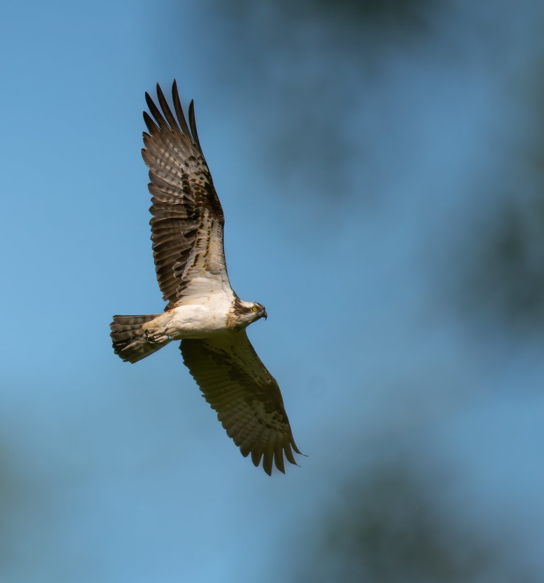 DyfiOspreys's tweet image. TELYN IS HOME

START the CARRRRR 🚗🚗🚗