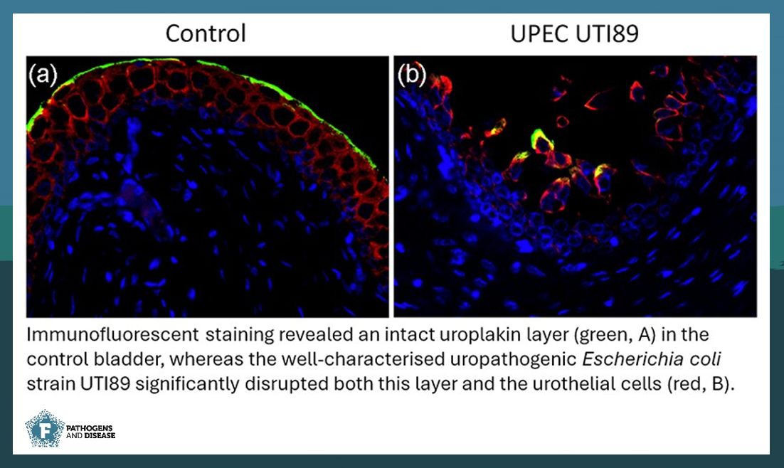 #UTI are the most common bacterial infections in humans. Konesan et al. develop an ex-vivo UPEC-infected porcine bladder model 🧫 to asses #urothelial physiology in the presence/absence of #NonAntibiotic agents 💊. Read more: buff.ly/wl9S4QK #PathogDis #Cranberry #Mannose