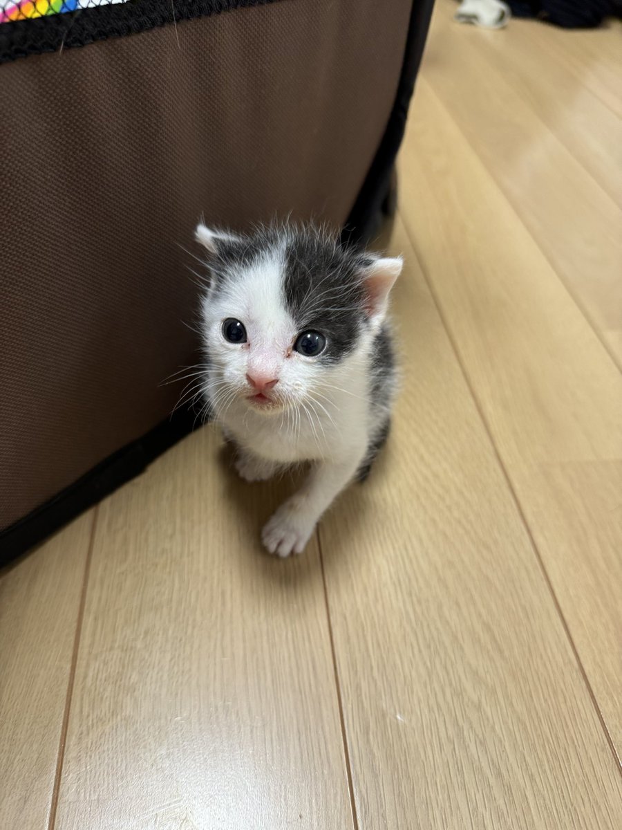 みなっちまん( Ö )/🔰NINJA250SE (@miNafps_) / Posts / X