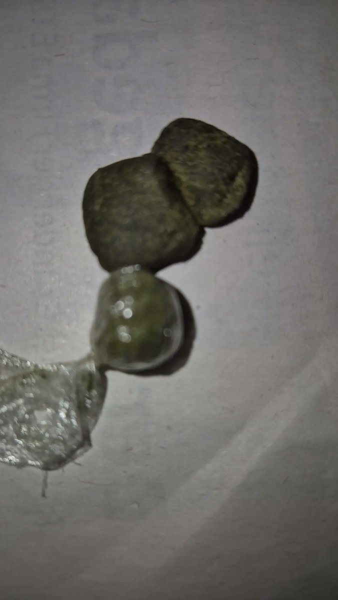 growagram's tweet photo. TROCKNUNG fast abgeschlossen

Schon krank, wieviele Popcorn buds ich wegschmeißen musste. 50 Gramm waren das minimum.

via Latthias Mocher 🥦https://t.co/8NYHHxRPLL

Datum: 25. März 2025
Grow Tag: 101
Licht (Std. / Tag): 0
Growth Stage: Curing

#GrowAGram 🪴 Track Your Grow! 📜 https://t.co/PAbCvkFJXw