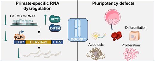 Guillermo Peris 🧬💻 (@waltzing_piglet) on Twitter photo 🔴 OUR LAST PAPER OUT in <a href="/NAR_Open/">Nucleic Acids Res</a>!!! 🧬
DGCR8 haploinsufficiency in human embryonic stem cells affects pluripotency by disrupting a network of primate-specific transposable elements and microRNAs. (1/2) 🔴 OUR LAST PAPER OUT in <a href="/NAR_Open/">Nucleic Acids Res</a>!!! 🧬
DGCR8 haploinsufficiency in human embryonic stem cells affects pluripotency by disrupting a network of primate-specific transposable elements and microRNAs. (1/2)