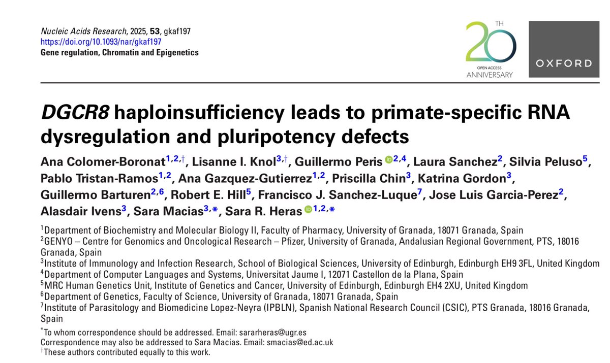Guillermo Peris 🧬💻 (@waltzing_piglet) on Twitter photo This effect is highly relevant in 22q11.2 deletion syndrome and shows striking differences between human and mouse models.
Thanks to all coauthors and specially PIs <a href="/HerasSR/">Sara R Heras</a> <a href="/saramaciasrna/">Sara Macias</a>.
Read the paper! ➡️ academic.oup.com/nar/article/53… This effect is highly relevant in 22q11.2 deletion syndrome and shows striking differences between human and mouse models.
Thanks to all coauthors and specially PIs <a href="/HerasSR/">Sara R Heras</a> <a href="/saramaciasrna/">Sara Macias</a>.
Read the paper! ➡️ academic.oup.com/nar/article/53…