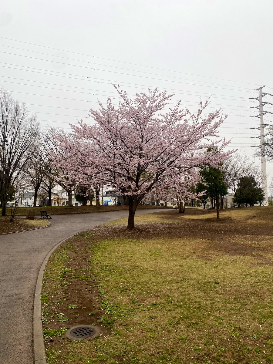valentineokoye1's tweet image. Sakura dreams in full bloom. 🌸💕 #SpringInJapan #NatureLove #さくら
