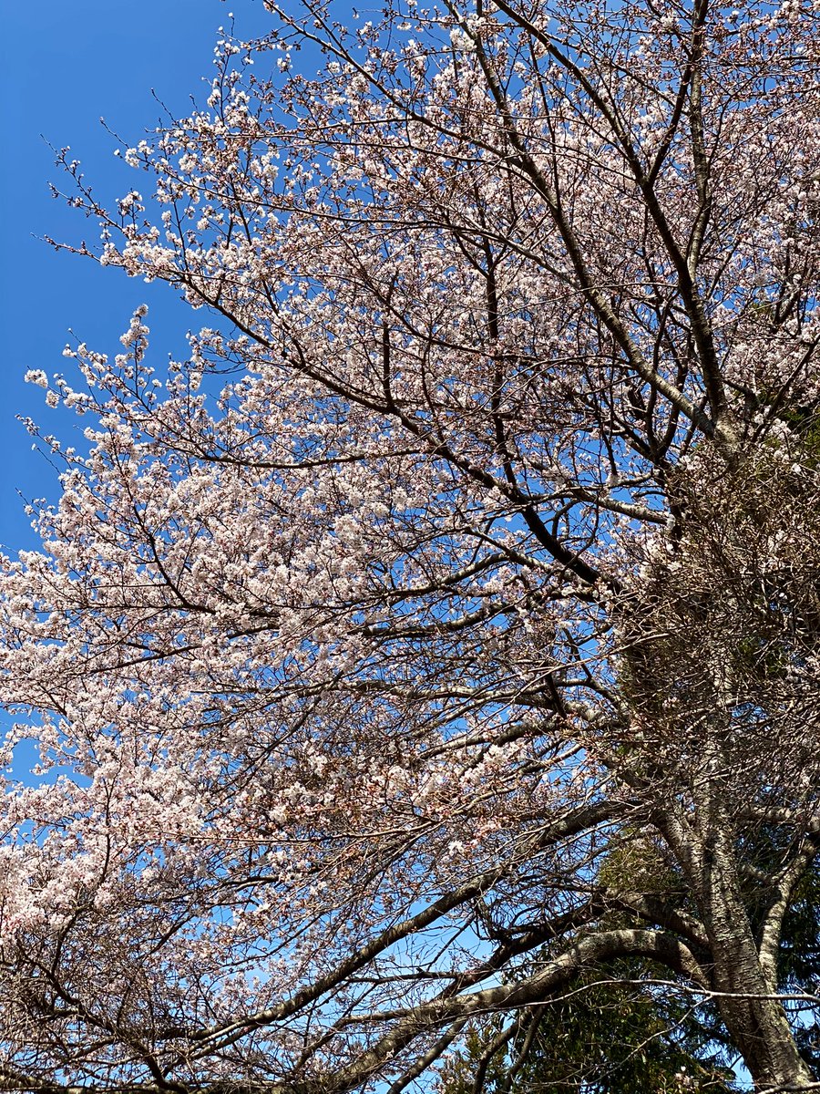 valentineokoye1's tweet image. Sakura dreams in full bloom. 🌸💕 #SpringInJapan #NatureLove #さくら