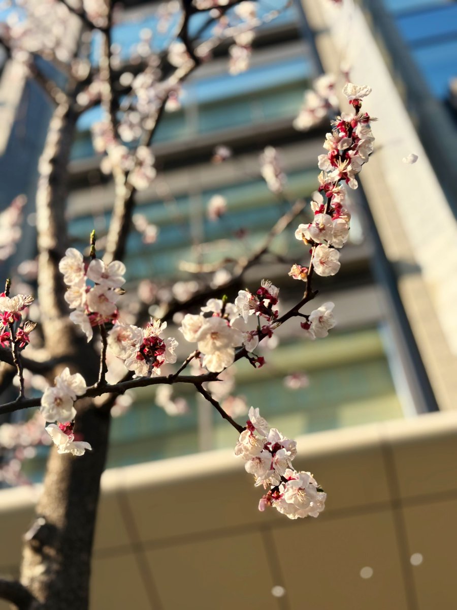 valentineokoye1's tweet image. Sakura dreams in full bloom. 🌸💕 #SpringInJapan #NatureLove #さくら
