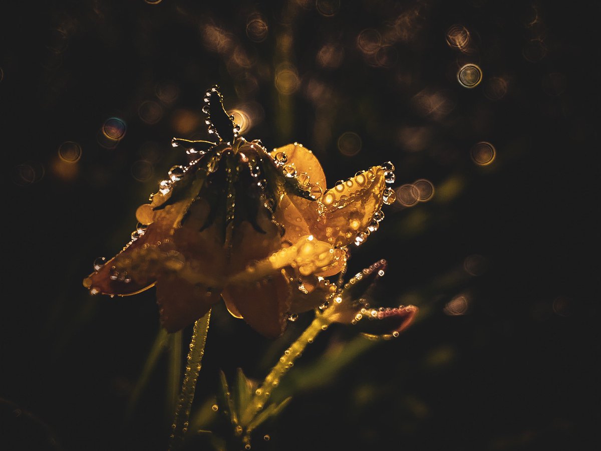 📸VineyardWarrior📸 tweet media